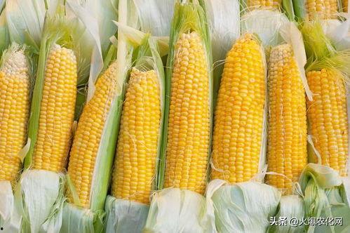 国产玉米影视在线,丰收的喜悦，民族的记忆