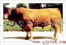 牛牛网国产在线,探索国产影视新天地