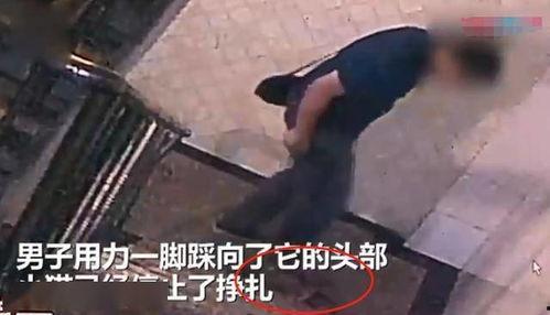 国产足踩视频在线观看,足踩视频在线观看，激情瞬间尽收眼底